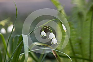 Leucojum vernum