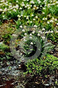 Leucojum vernum