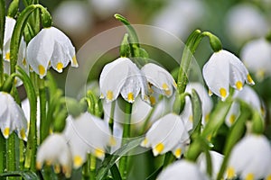 Leucojum vernum, called spring snowflake