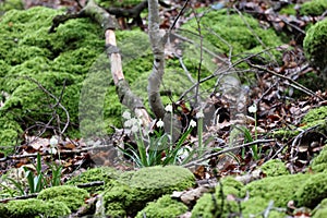 Leucojum vernum, called the spring snowflake  Swabian Alps  Germany