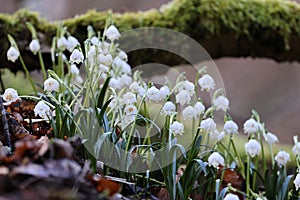 Leucojum vernum, called the spring snowflake  Swabian Alps  Germany