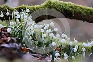 Leucojum vernum, called the spring snowflake  Swabian Alps  Germany