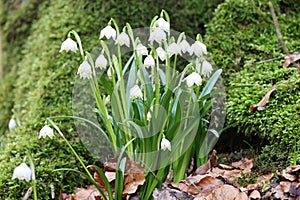 Leucojum vernum, called the spring snowflake  Swabian Alps  Germany