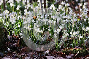 Leucojum vernum, called the spring snowflake  Swabian Alps  Germany