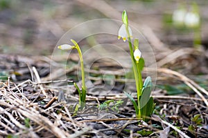 Leucojum vernum carpaticum