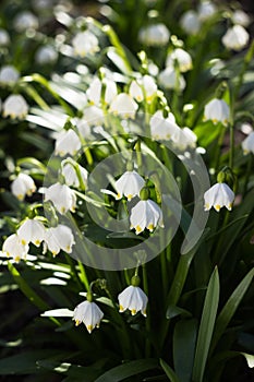 Leucojum Vernum - early spring snowflake flowers in the forest. Blurred background, spring concept