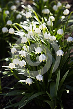 Leucojum Vernum - early spring snowflake flowers in the forest. Blurred background, spring concept