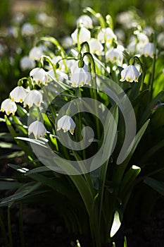 Leucojum Vernum - early spring snowflake flowers in the forest. Blurred background, spring concept