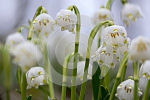 Blumen in Kürze frühling auf der Wiese 