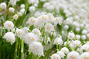 Leucojum vernum
