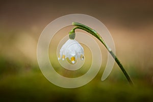 Leucojum vernum.This is primarily a European species. Free nature.