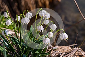 Leucojum vernum; spring snowflake