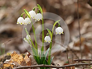 Leucojum vernum; spring snowflake