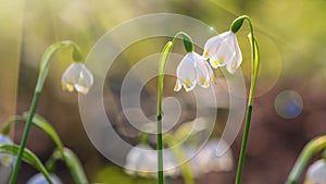 Leucojum vernum or spring snowflake - blooming white flowers