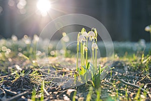 Leucojum vernum or spring snowflake - blooming white flowers in early spring in the forest, closeup macro photo with