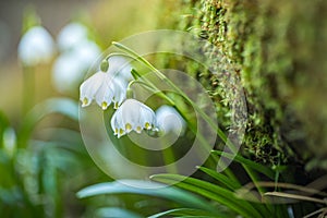 Leucojum vernum or spring snowflake - blooming white flowers in early spring in the forest, closeup macro picture.