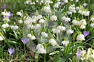 Leucojum vernum white spring snowflake flowers in the sunny gardenr