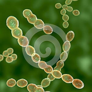 Leuconostoc bacteria, 3D illustration