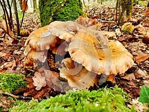 Leucopaxillus giganteus photo