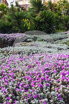 Leucophyllum candidum `Thunder Cloud` in urban landscape