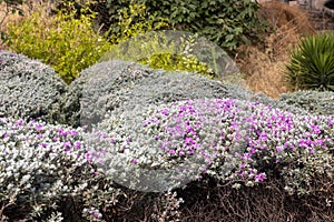 Leucophyllum candidum  Thunder Cloud in urban landscape