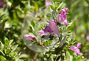 Leucophyllum evergreen flowering shrub