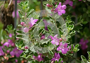 Leucophyllum evergreen flowering shrub