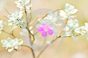 Leucophyllum frutescens ,Ash bush or Ash plant or Barometer bush or Purple sage or SCROPHULARIACEAE