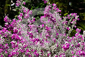 Leucophyllum frutescens Bert. or Ash Plant Background