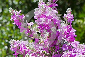 Leucophyllum frutescens blooming