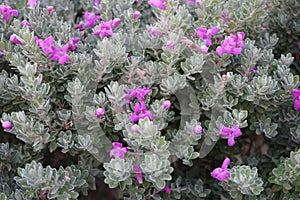 Leucophyllum frutescens blooms in August. Rhodes Island, Greece