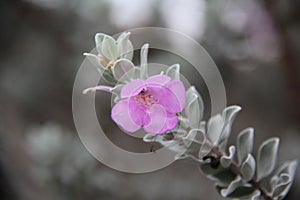 Leucophyllum frutescens flower, in a garden, selective focus.