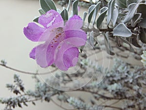 Leucophyllum frutescens flower, in a garden, selective focus.