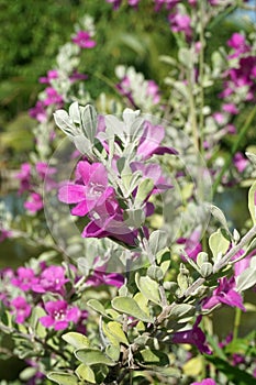 Leucophyllum frutescens flower in nature garden