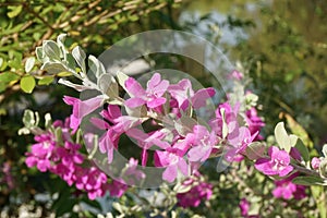 Leucophyllum frutescens flower in nature garden