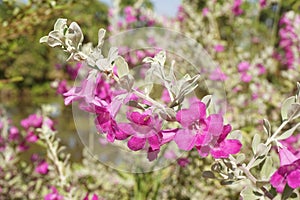 Leucophyllum frutescens flower in nature garden