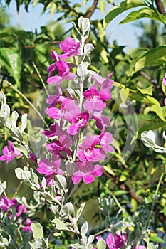 Leucophyllum frutescens flower in nature garden