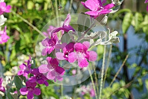 Leucophyllum frutescens flower in nature garden