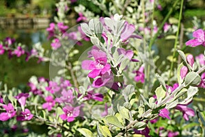 Leucophyllum frutescens flower in nature garden