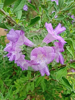 Leucophyllum frutescens flowers in my garden...purple colour....