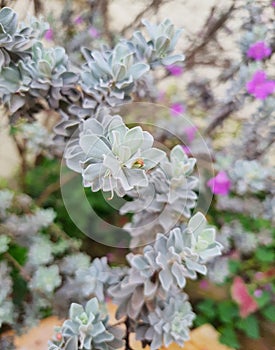 Leucophyllum frutescens leaves with selective focus