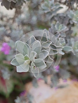 Leucophyllum frutescens leaves with selective focus.