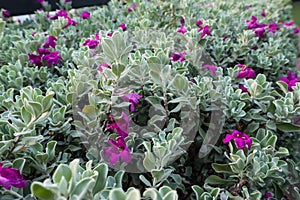 Leucophyllum frutescens or Neon flowers sprinkled with purple-pink flowers
