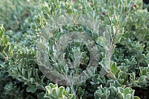 Leucophyllum frutescens or Neon flowers sprinkled with purple-pink flowers