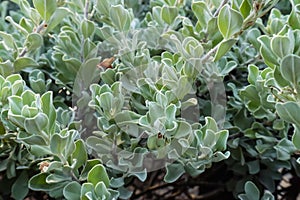 Leucophyllum frutescens or Neon flowers sprinkled with purple-pink flowers