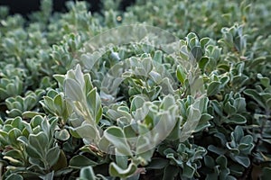 Leucophyllum frutescens or Neon flowers sprinkled with purple-pink flowers