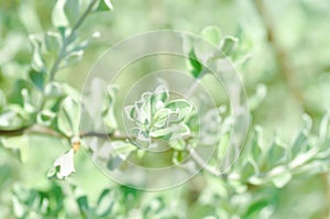 Leucophyllum frutescens ,. SCROPHULARIACEAE or Ash bush or Purple sage or Sensia or Silverleaf or Texas ranger or White sage