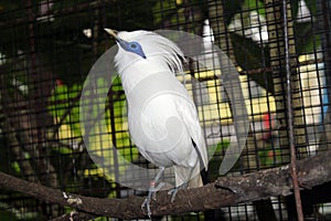 Bali starling bird in bird park