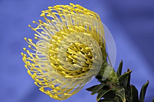 Leucospermum