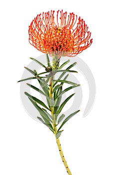 Leucospermum cordifolium